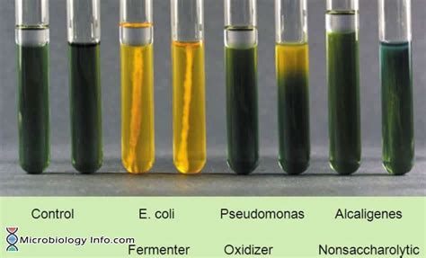 oxidation fermentation test|fermentation test in microbiology.